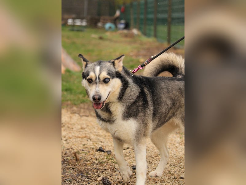 Dakota-VA – Schönheit mit Husky-Charme sucht Rasseliebhaber
