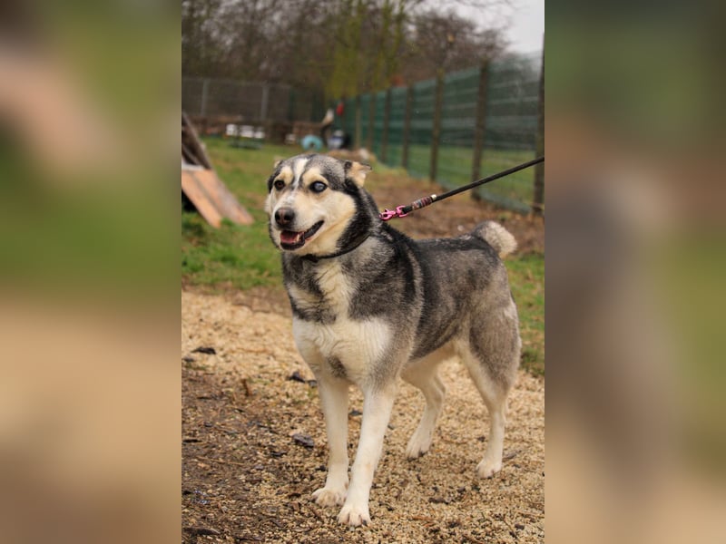 Dakota-VA – Schönheit mit Husky-Charme sucht Rasseliebhaber