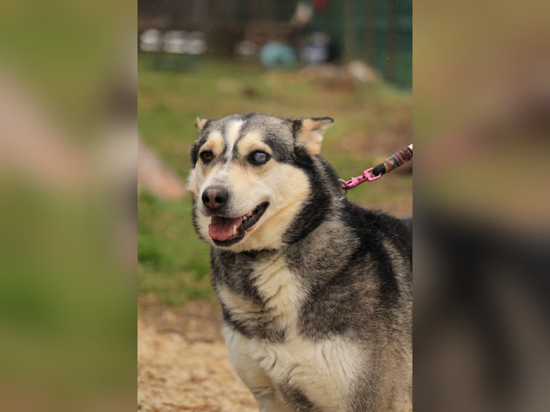 Dakota-VA – Schönheit mit Husky-Charme sucht Rasseliebhaber