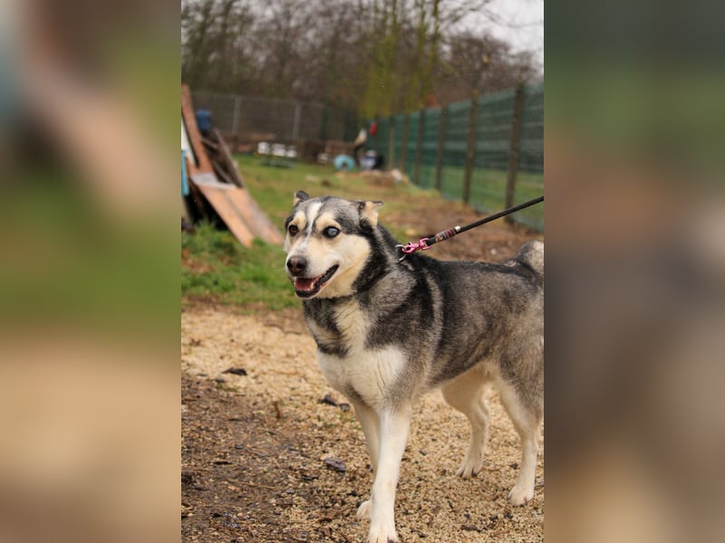 Dakota-VA – Schönheit mit Husky-Charme sucht Rasseliebhaber
