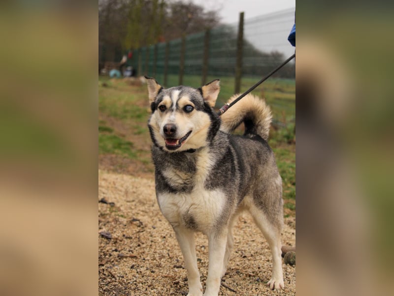 Dakota-VA – Schönheit mit Husky-Charme sucht Rasseliebhaber