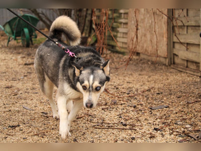 Dakota-VA – Schönheit mit Husky-Charme sucht Rasseliebhaber
