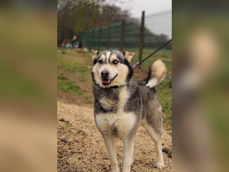 Dakota-VA – Schönheit mit Husky-Charme sucht Rasseliebhaber
