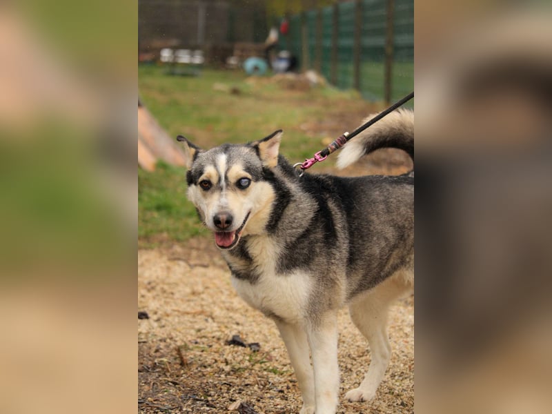 Dakota-VA – Schönheit mit Husky-Charme sucht Rasseliebhaber