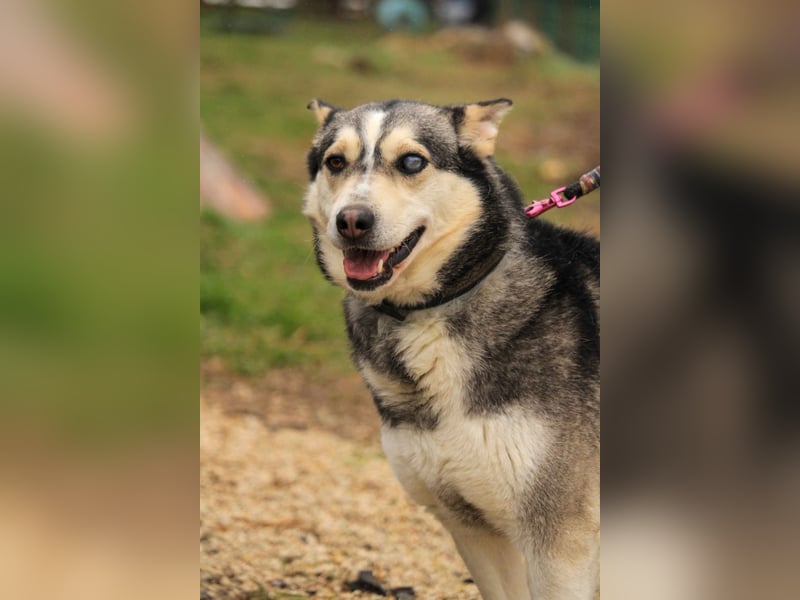 Dakota-VA – Schönheit mit Husky-Charme sucht Rasseliebhaber