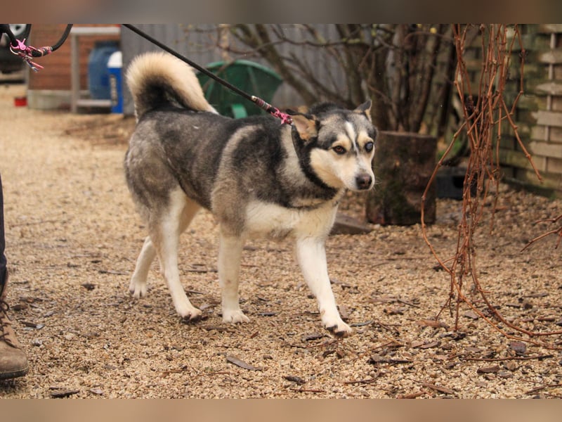 Dakota-VA – Schönheit mit Husky-Charme sucht Rasseliebhaber