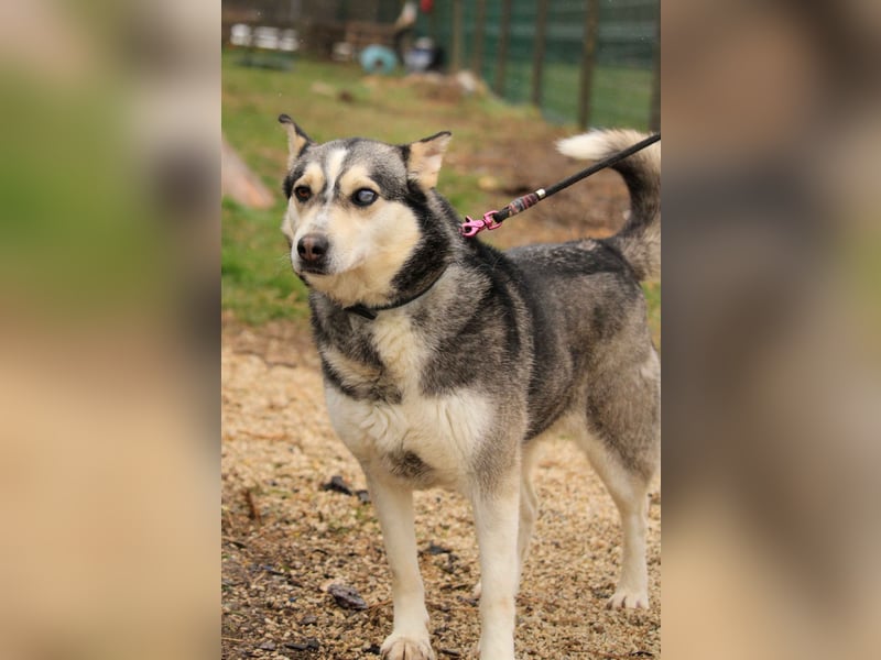 Dakota-VA – Schönheit mit Husky-Charme sucht Rasseliebhaber