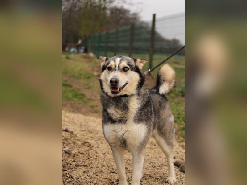 Dakota-VA – Schönheit mit Husky-Charme sucht Rasseliebhaber