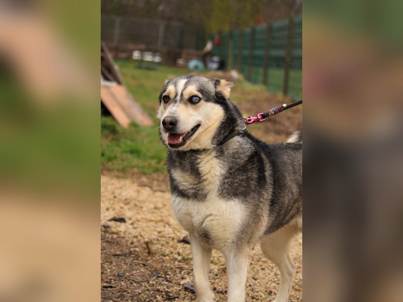 Dakota-VA – Schönheit mit Husky-Charme sucht Rasseliebhaber