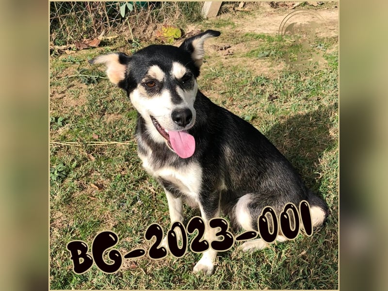 BG-2023-001 hofft auf Rettung