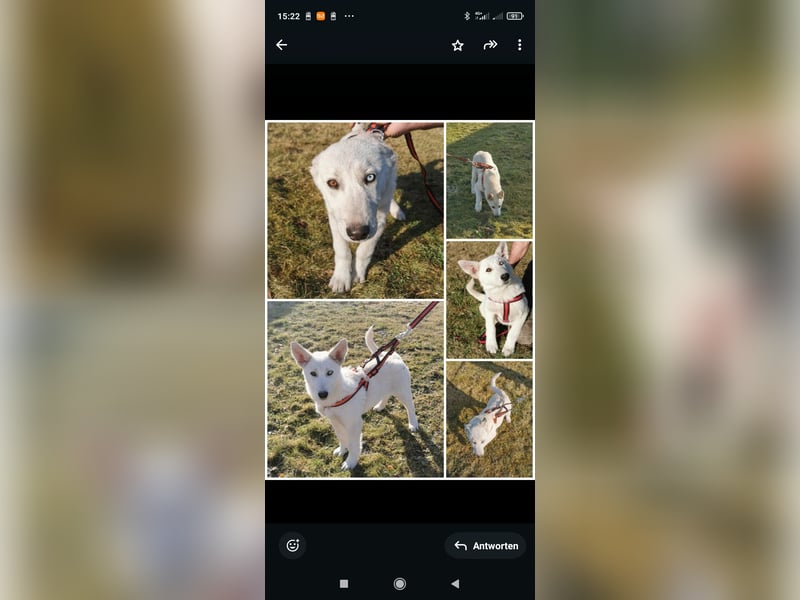 Siberian sibirischer Husky weißer Schäferhund Mischlings Welpen