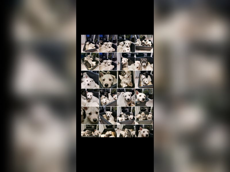 Siberian sibirischer Husky weißer Schäferhund Mischlings Welpen