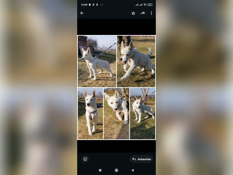 Siberian sibirischer Husky weißer Schäferhund Mischlings Welpen