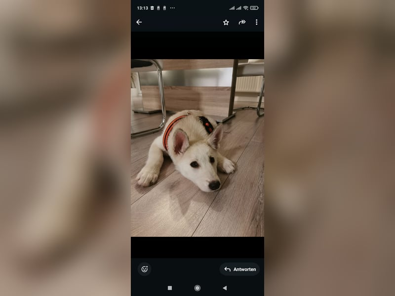 Siberian sibirischer Husky weißer Schäferhund Mischlings Welpen