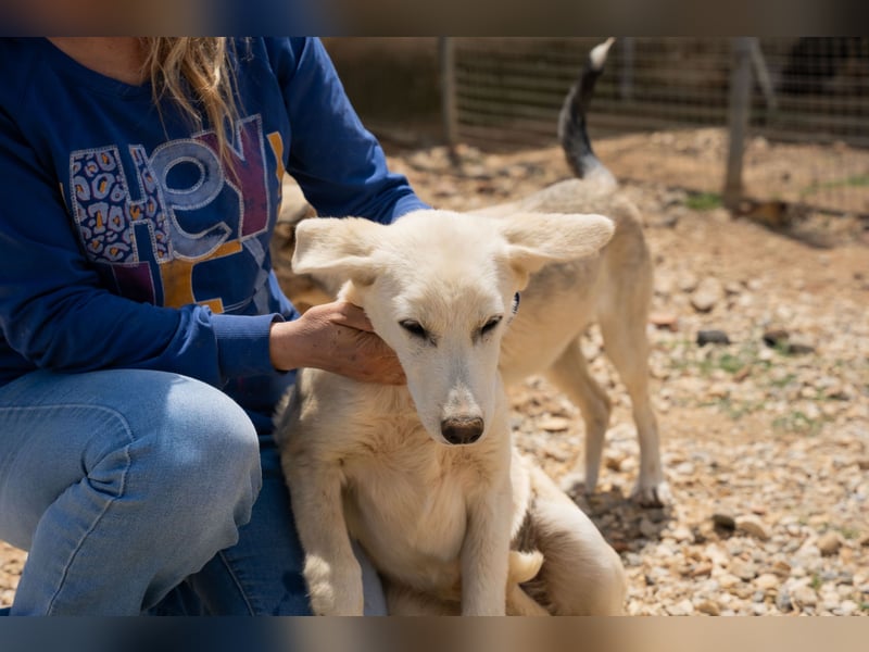Linnea - Husky mix