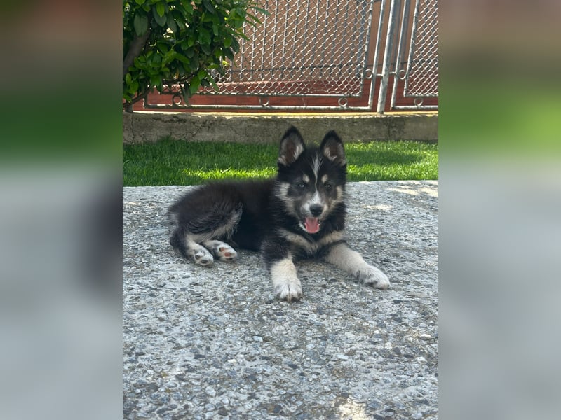 Husky-Lappländischer Rentierhund-Mix BLUEY sucht ein Zuhause!