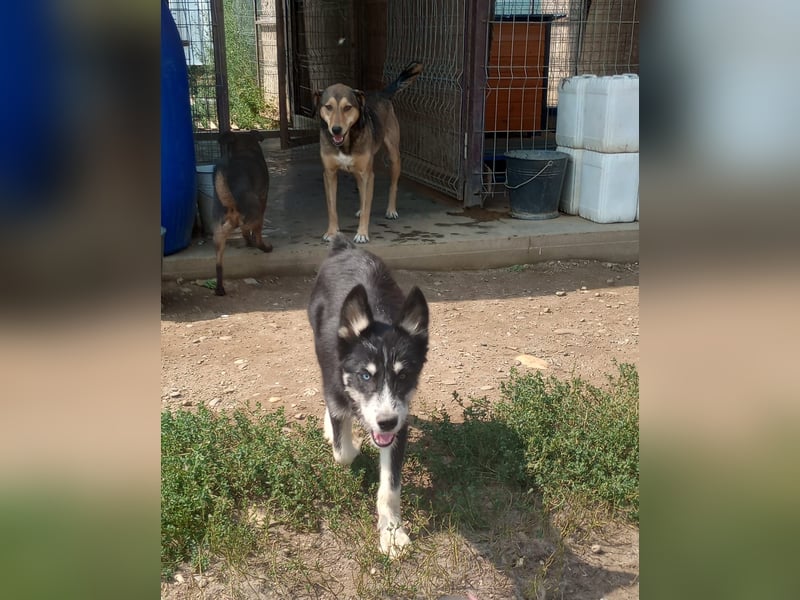Husky-Lappländischer Rentierhund-Mix BLUEY sucht ein Zuhause!