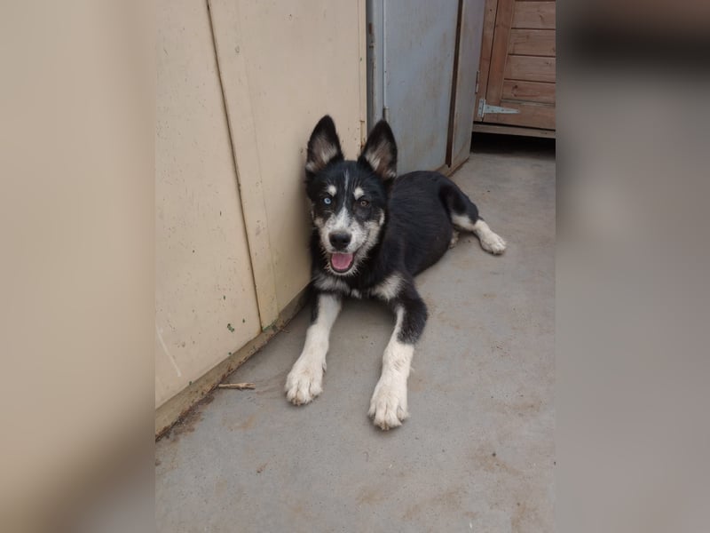 Husky-Lappländischer Rentierhund-Mix BLUEY sucht ein Zuhause!