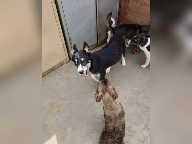 Husky-Lappländischer Rentierhund-Mix BLUEY sucht ein Zuhause!