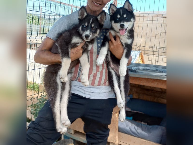 Husky-Lappländischer Rentierhund-Mix BLUEY sucht ein Zuhause!