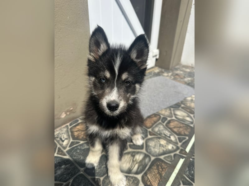 Husky-Lappländischer Rentierhund-Mix BLUEY sucht ein Zuhause!