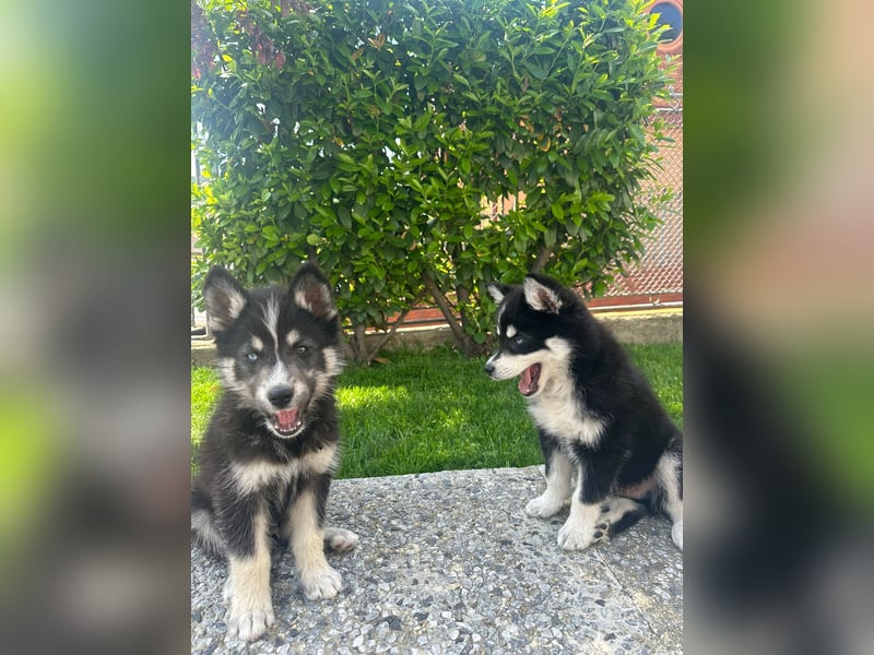 Husky-Lappländischer Rentierhund-Mix BLUEY sucht ein Zuhause!