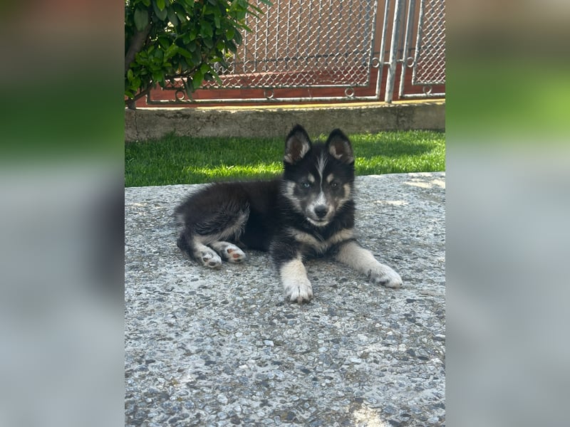 Husky-Lappländischer Rentierhund-Mix BLUEY sucht ein Zuhause!