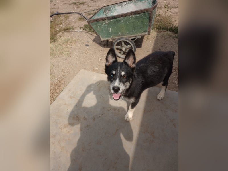 Husky-Lappländischer Rentierhund-Mix BLUEY sucht ein Zuhause!
