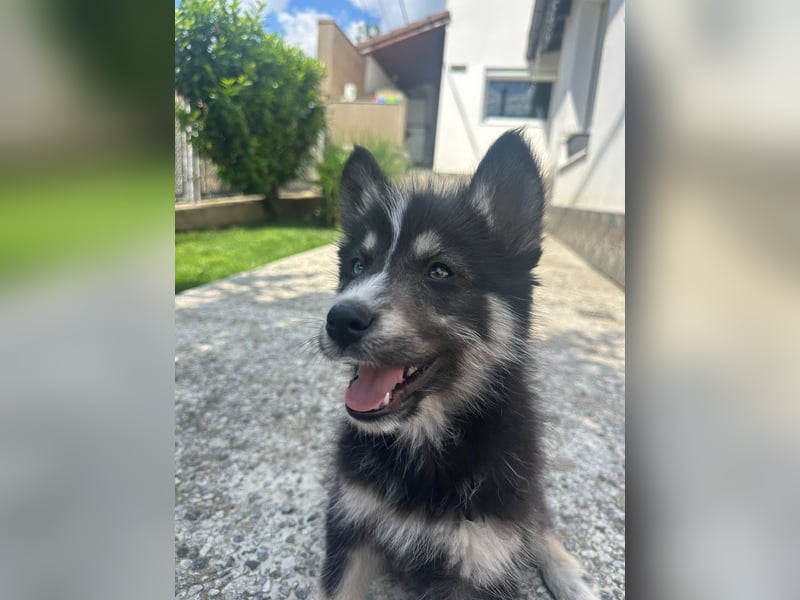 Husky-Lappländischer Rentierhund-Mix BLUEY sucht ein Zuhause!