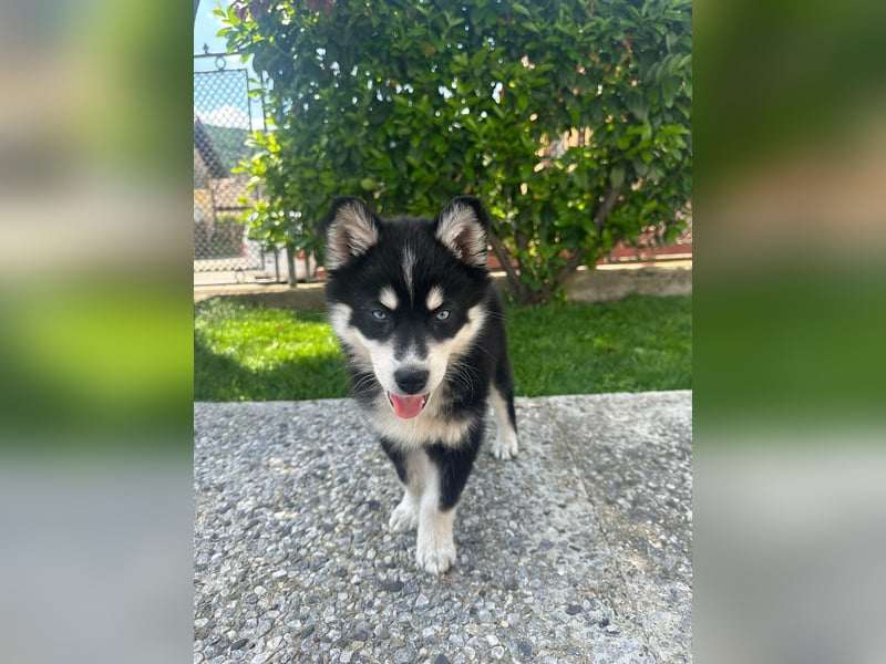 Siberian Husky-Alaskan Klee Kai Mix SKY sucht seine Familie!