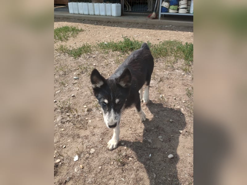 Husky-Lappländischer Rentierhund-Mix BLUEY sucht ein Zuhause!