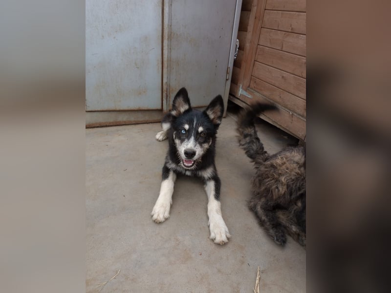 Husky-Lappländischer Rentierhund-Mix BLUEY sucht ein Zuhause!