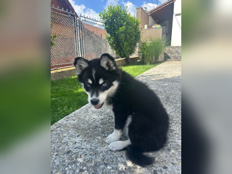 Siberian Husky-Alaskan Klee Kai Mix SKY sucht seine Familie!