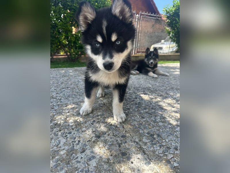 Siberian Husky-Alaskan Klee Kai Mix SKY sucht seine Familie!