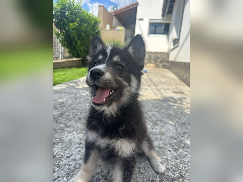 Husky-Lappländischer Rentierhund-Mix BLUEY sucht ein Zuhause!