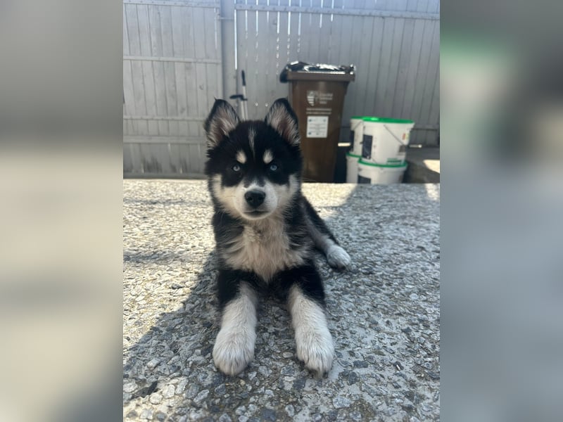 Siberian Husky-Alaskan Klee Kai Mix SKY sucht seine Familie!