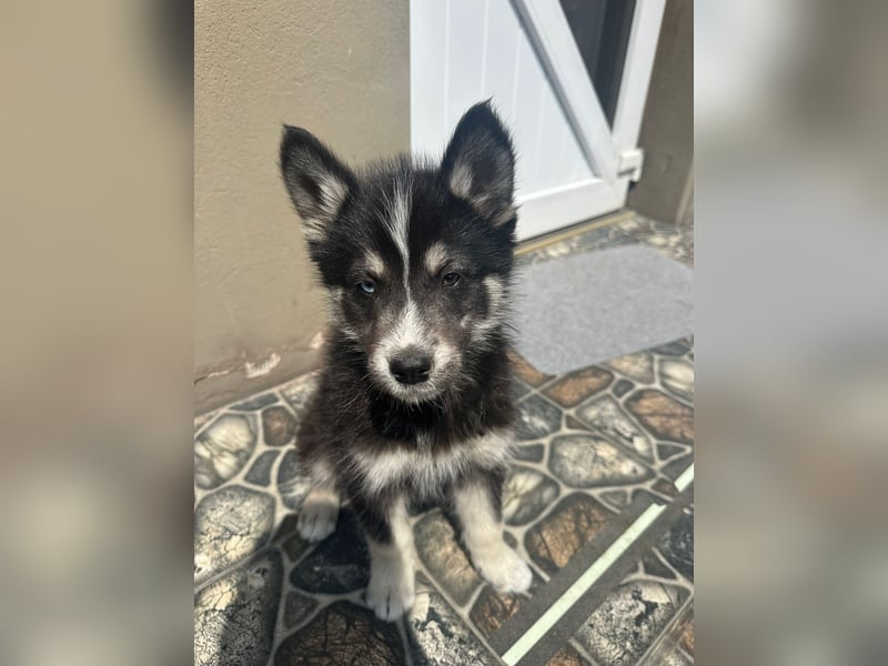 Husky-Lappländischer Rentierhund-Mix BLUEY sucht ein Zuhause!