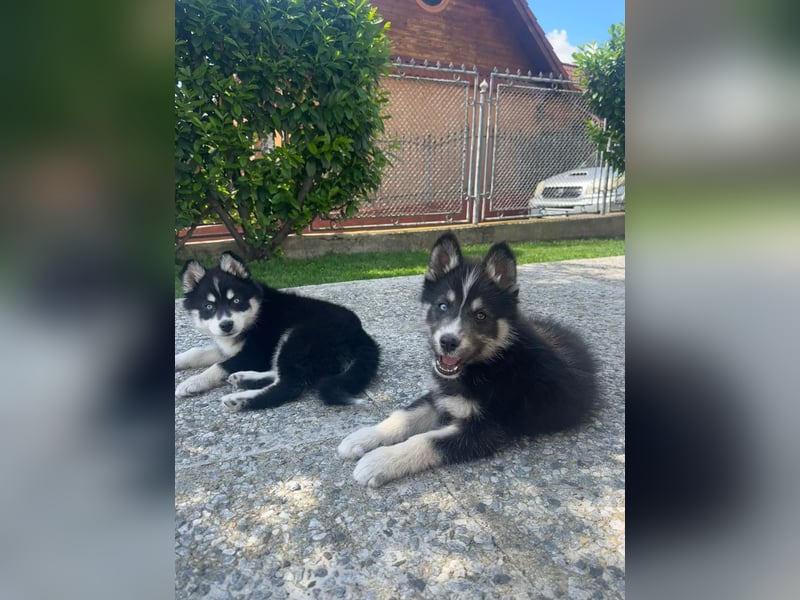 Siberian Husky-Alaskan Klee Kai Mix SKY sucht seine Familie!