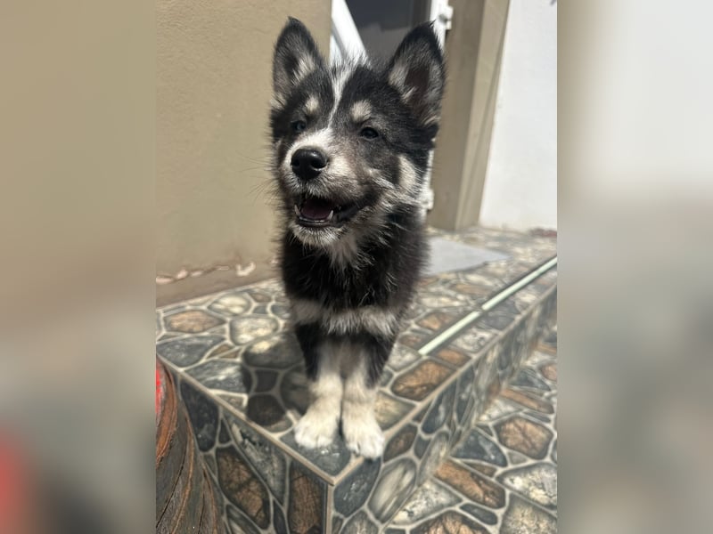 Husky-Lappländischer Rentierhund-Mix BLUEY sucht ein Zuhause!