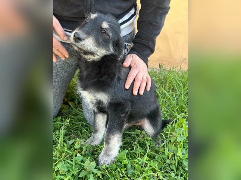 Timon, geboren 11.12.2025, 35cm sucht sein Körbchen