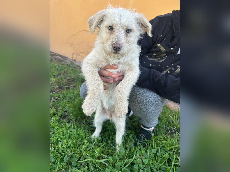 Aurora, geboren 11.12.2025, 32cm sucht ihre Familie