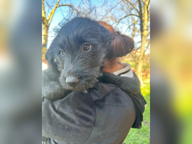 Tommy, geboren 11.12.2025, 36cm sucht sein Plätzchen