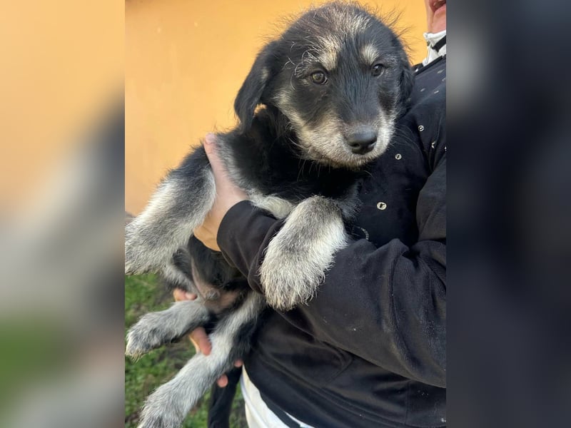 Timon, geboren 11.12.2025, 35cm sucht sein Körbchen