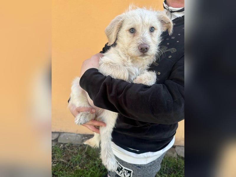 Aurora, geboren 11.12.2025, 32cm sucht ihre Familie