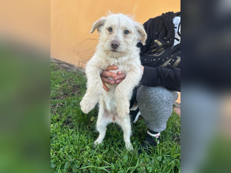 Aurora, geboren 11.12.2025, 32cm sucht ihre Familie