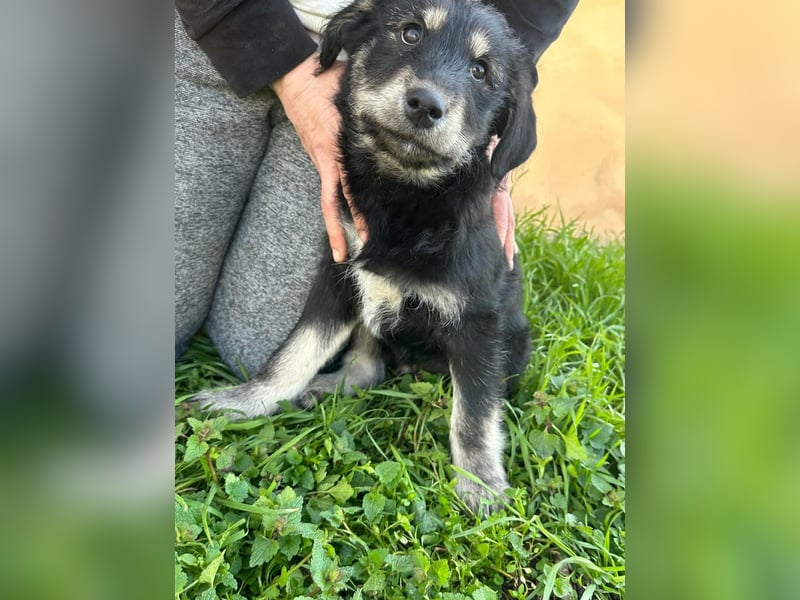 Timon, geboren 11.12.2025, 35cm sucht sein Körbchen