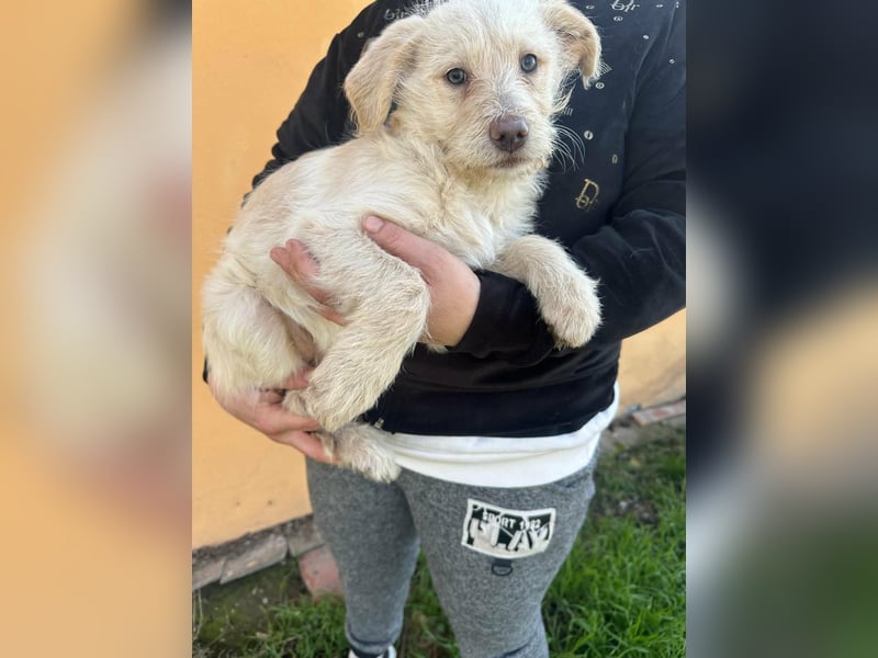 Aurora, geboren 11.12.2025, 32cm sucht ihre Familie