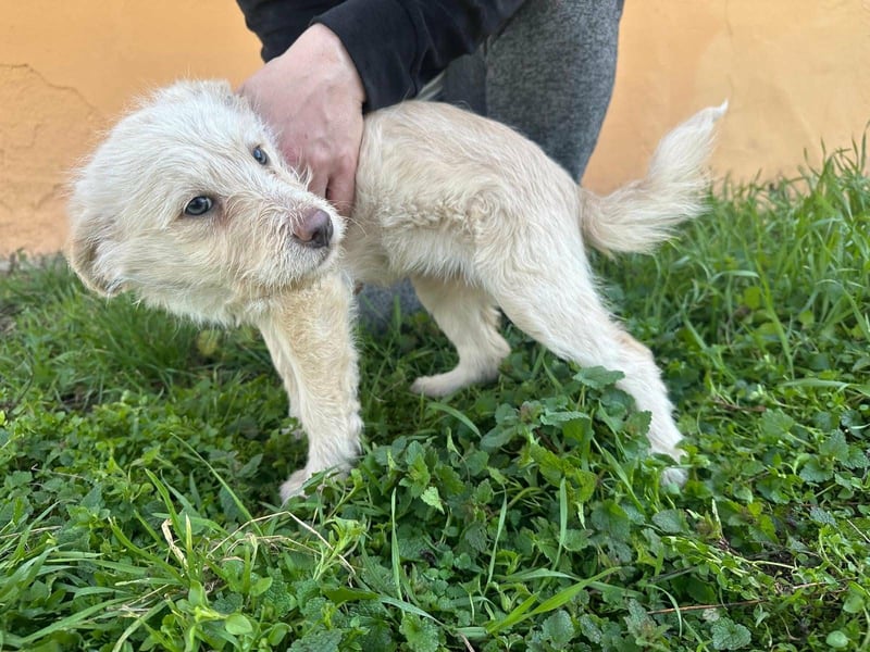 Aurora, geboren 11.12.2025, 32cm sucht ihre Familie