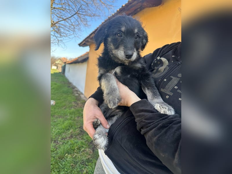 Ava, geboren 11.12.2025, 33cm sucht ihre Menschen