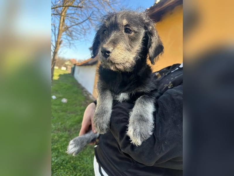 Ava, geboren 11.12.2025, 33cm sucht ihre Menschen